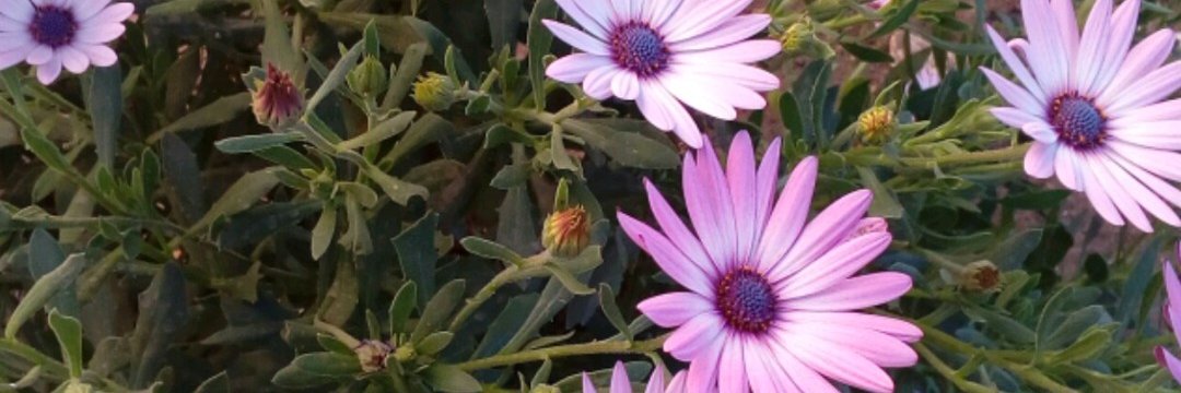jesuses_hdz's profile banner image