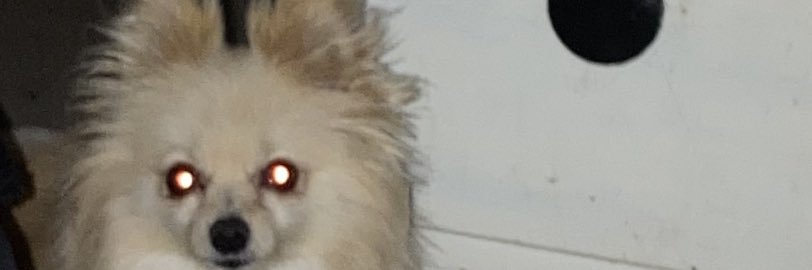 pooperdinkle_'s profile banner image