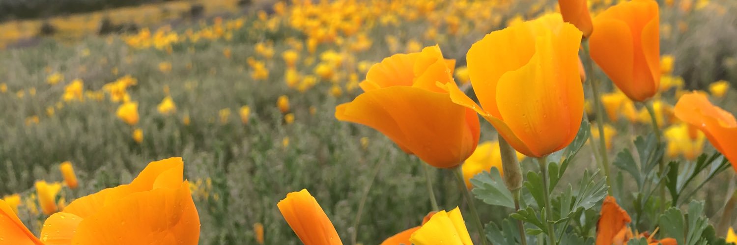 cecyphillips1's profile banner image
