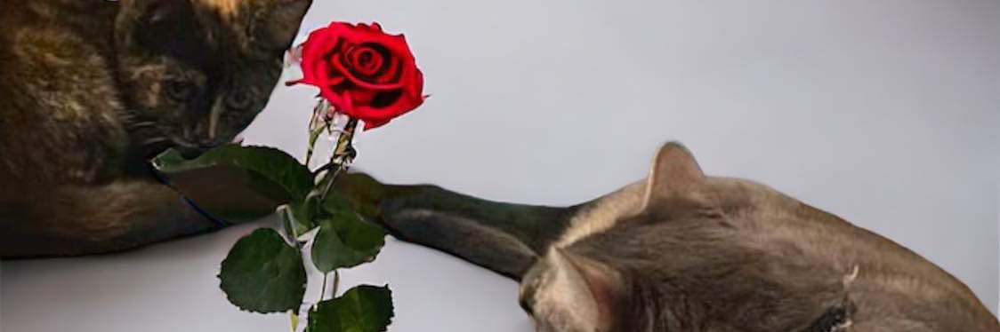 megann404's profile banner image