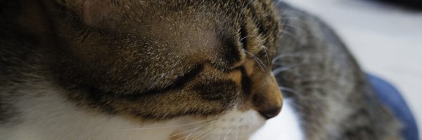 comuttun Profile Banner