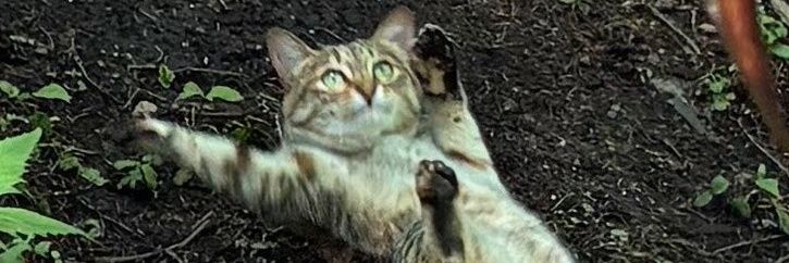 taikorandom's profile banner image