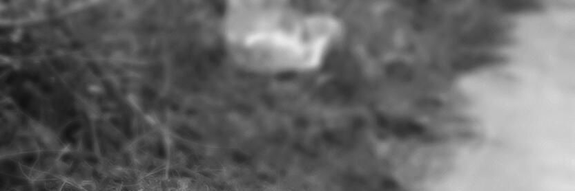 megaearphone's profile banner image