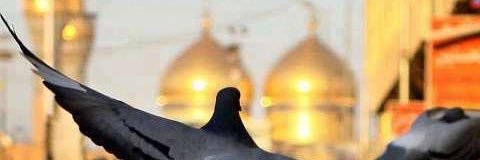 ahmedraidali's profile banner image