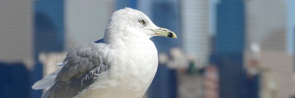 MarioGrin Profile Banner