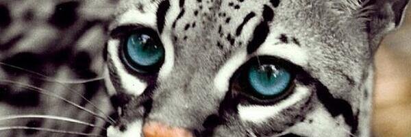 sueodera's profile banner image