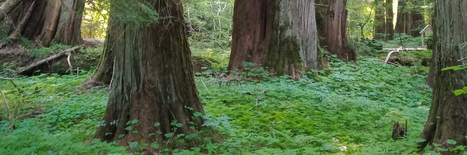 Edmonds Scanner banner