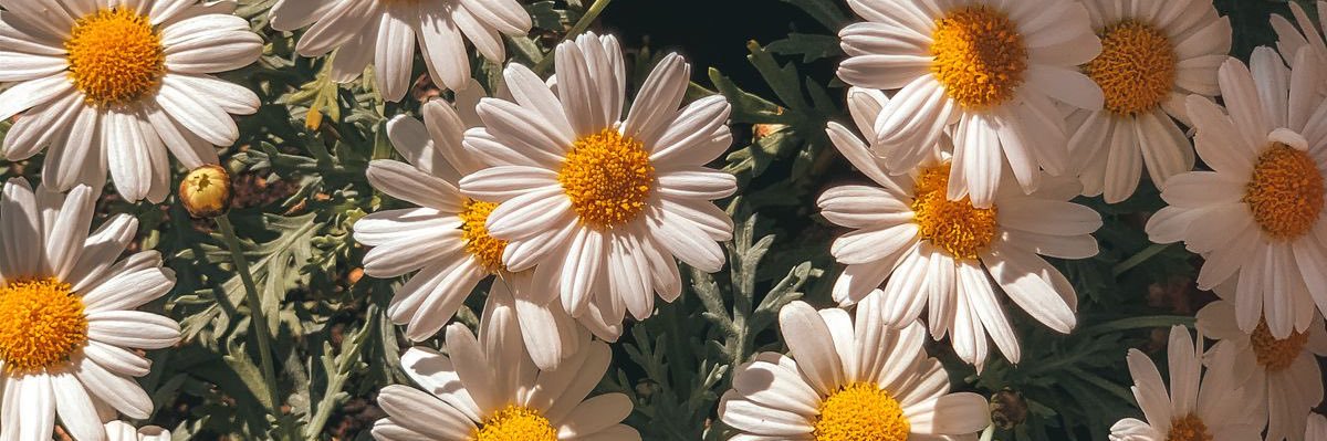jownaah's profile banner image