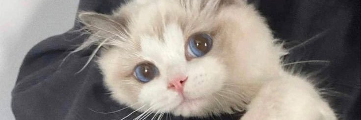 bibilleee's profile banner image