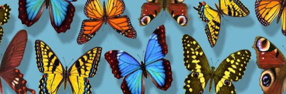 Kirsten Walker banner