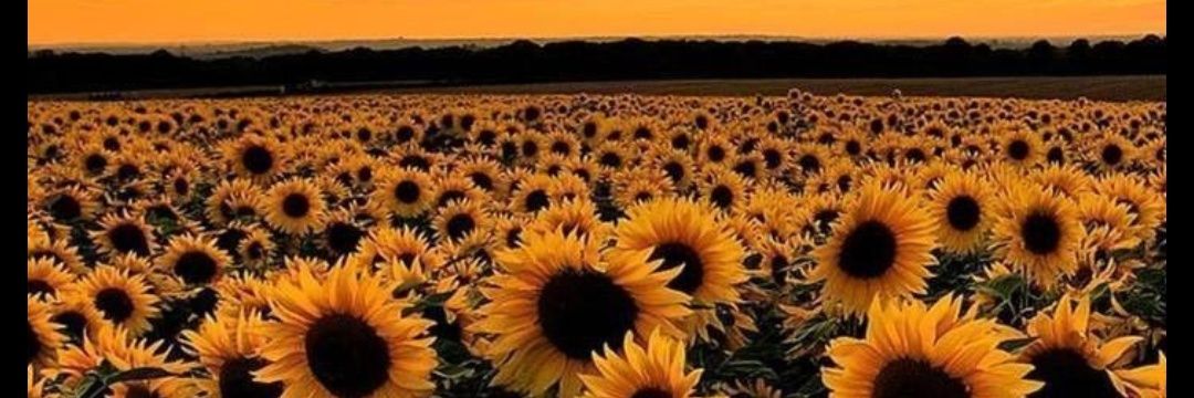 Satlie_Alvez's profile banner image