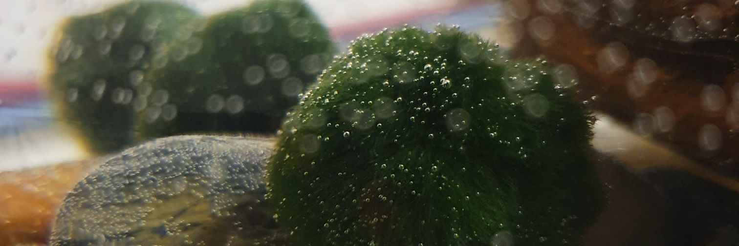 moistankle's profile banner image