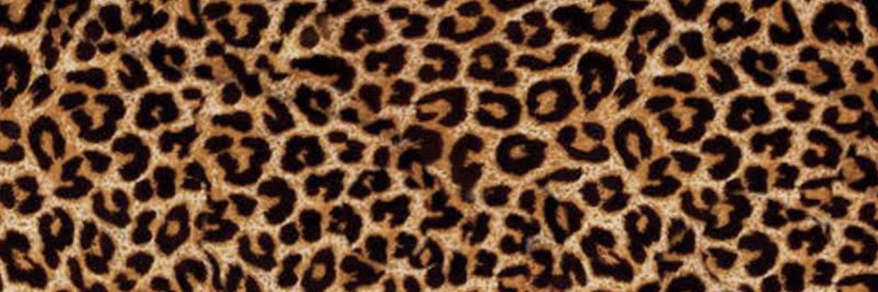maleda_cheetah's profile banner image