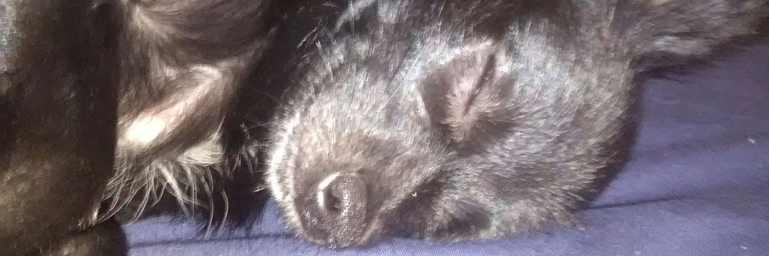 jezusjackson's profile banner image