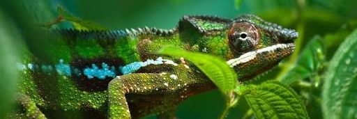 Ryan_Chameleon's profile banner image