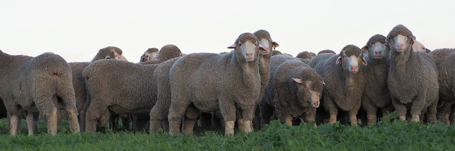 RidgwayMerinos's profile banner image
