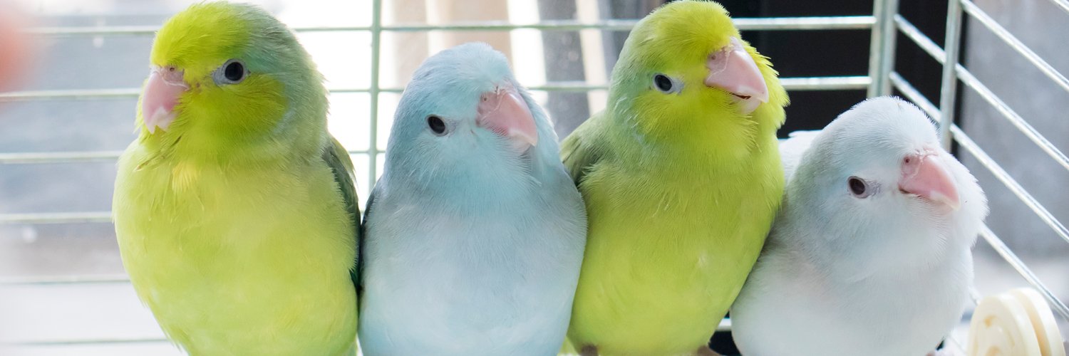 junlanikaiair's profile banner image