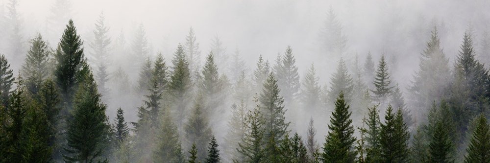 foxsage95's profile banner image