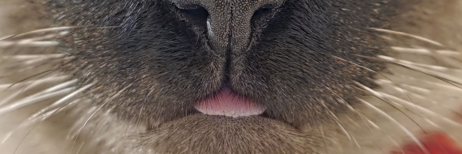 paolagrandem's profile banner image