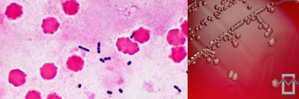 john ferguson banner