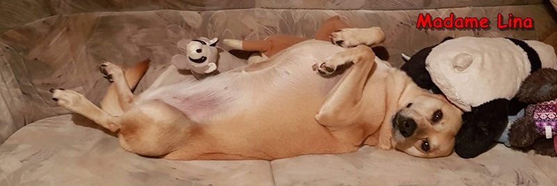 prettyfemaledog's profile banner image
