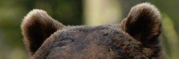 pepsitvvist's profile banner image