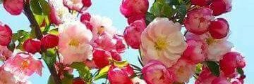 Beautiful20153's profile banner image