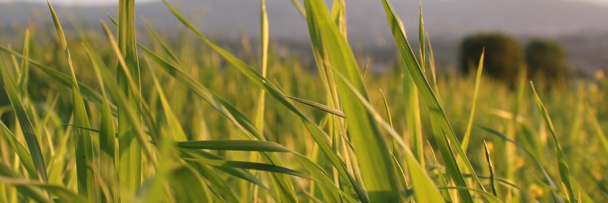 TemiEcate's profile banner image