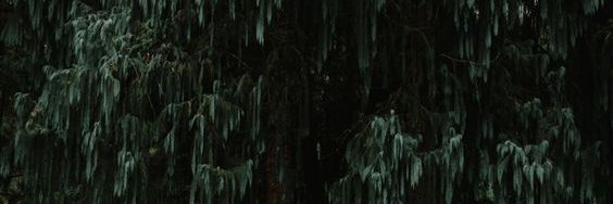 blnkneyes banner