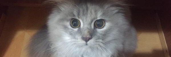 che_hasnee's profile banner image
