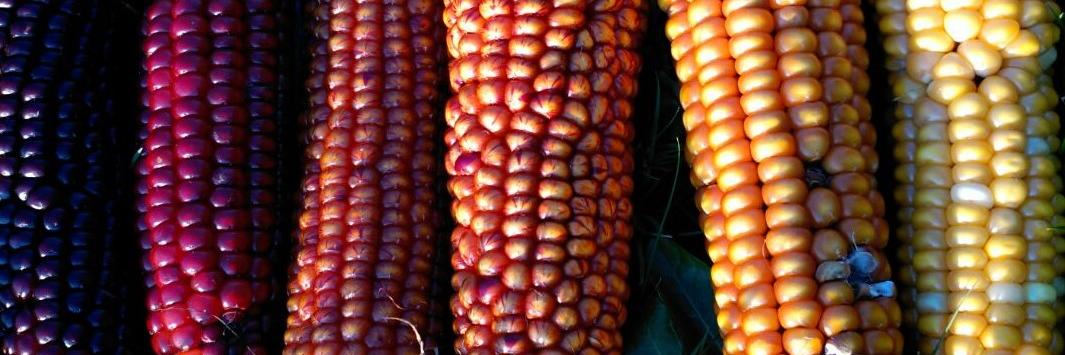 Slow Food Compostela 🐌 banner