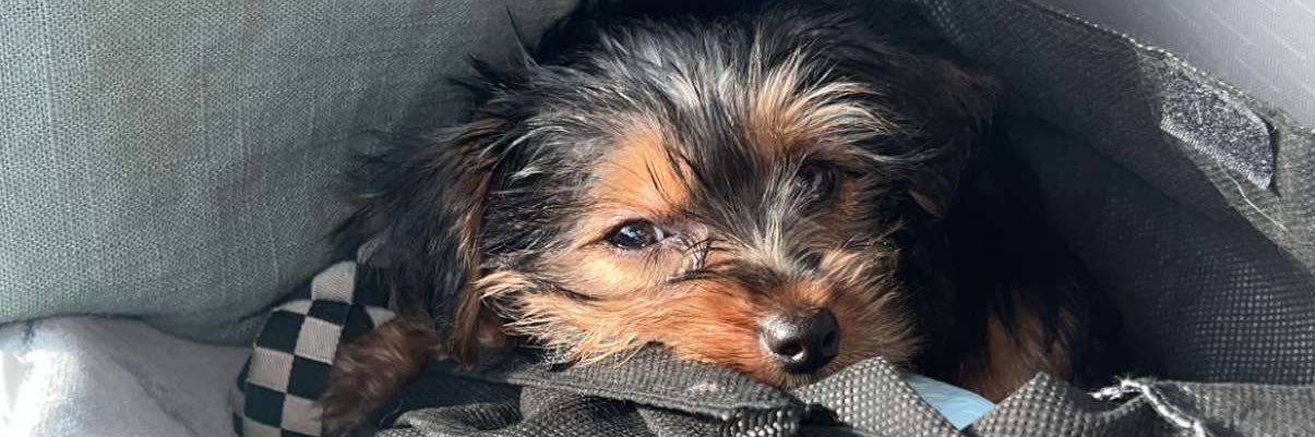 nickixcoles's profile banner image