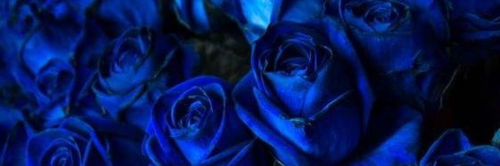 VBuhaiova's profile banner image