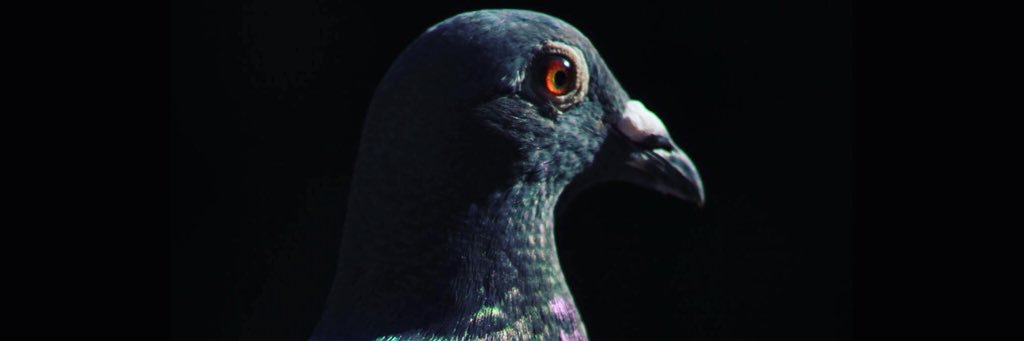 SilkeKessens's profile banner image