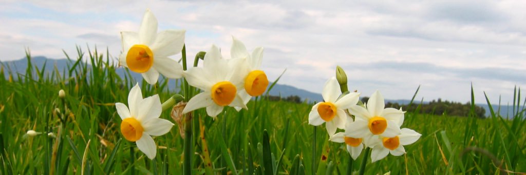 hsarpten's profile banner image