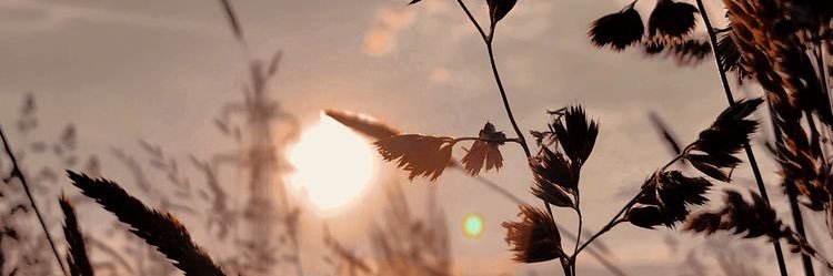 AnetPozner's profile banner image