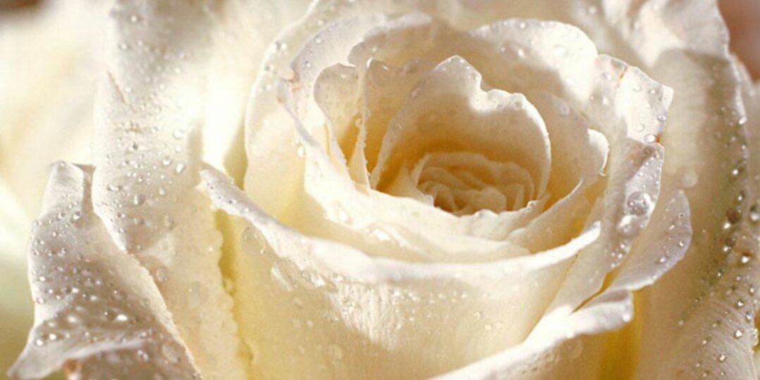 _Monaalomar's profile banner image