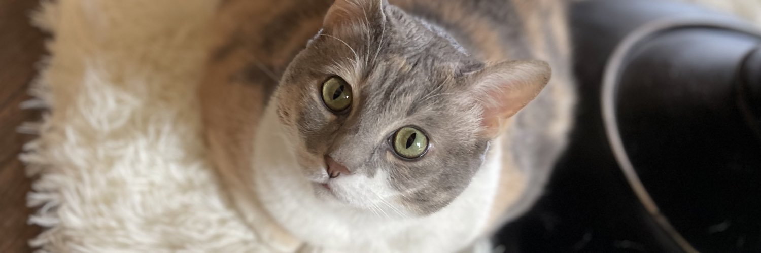 🐾Leticia Haley🐾 banner