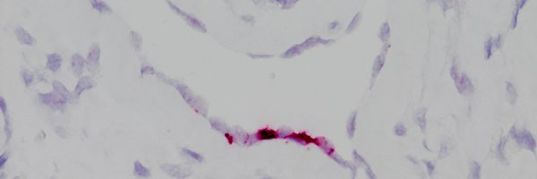 bart_haagmans Profile Banner