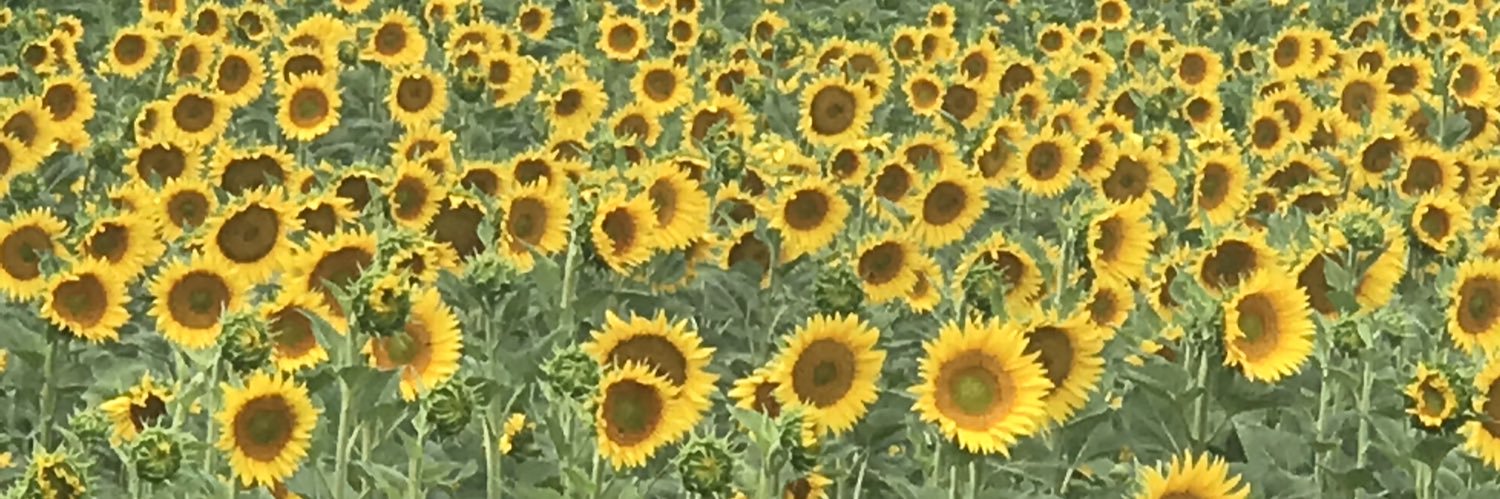 halimejani's profile banner image