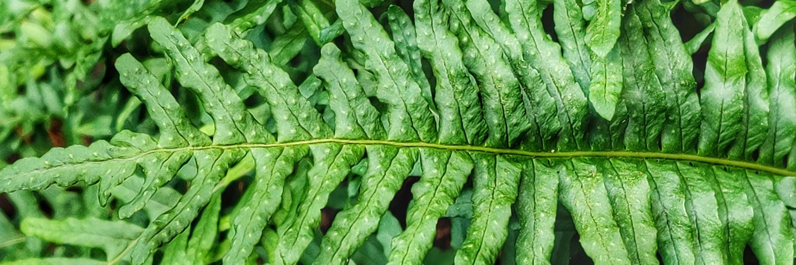 LauraTomppo's profile banner image