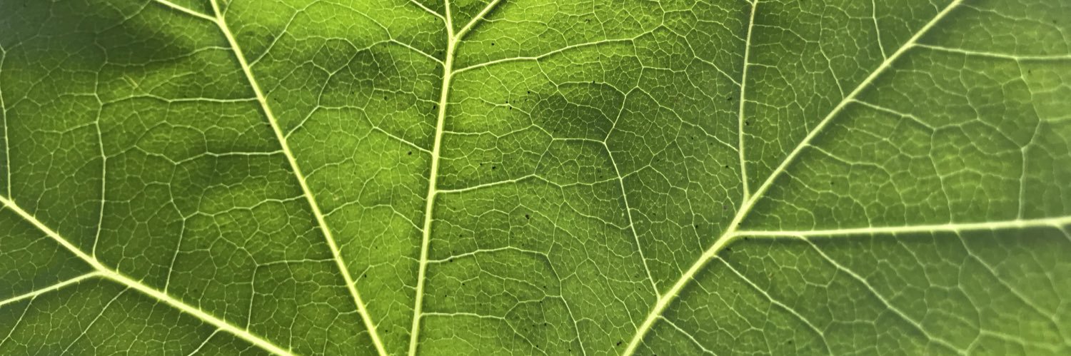 suiengreen's profile banner image