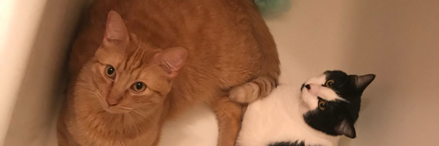 Hailey_B28's profile banner image