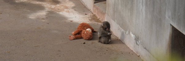 _cchai Profile Banner