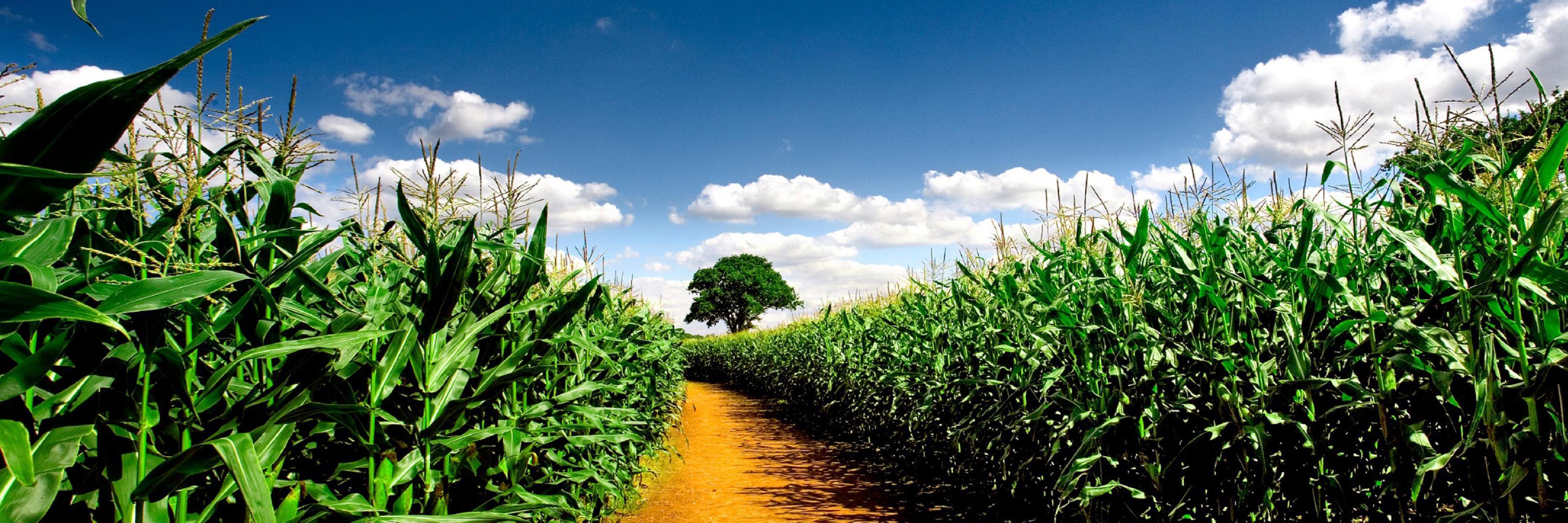 supportfarmer's profile banner image