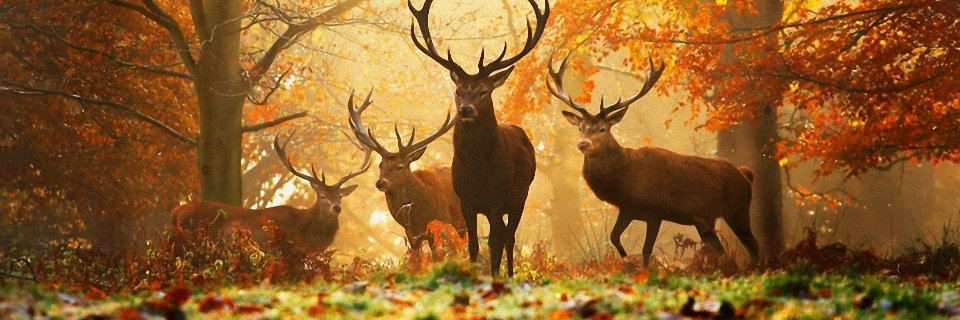 DamienChasse's profile banner image