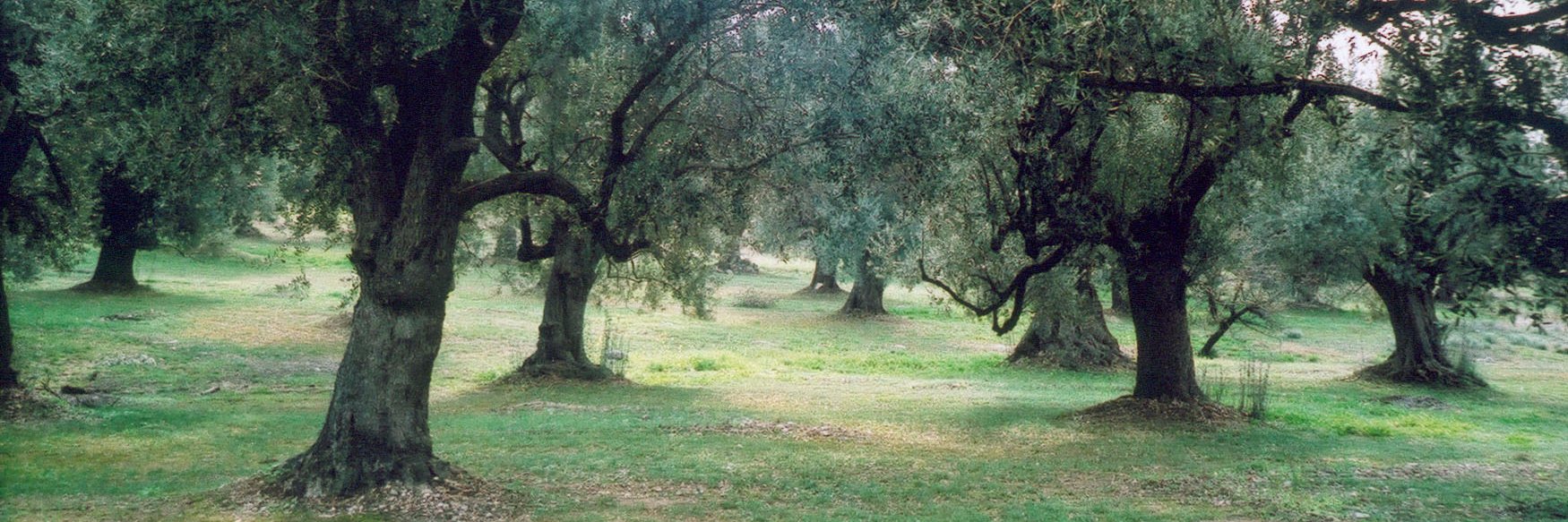GaeaOliveOil's profile banner image