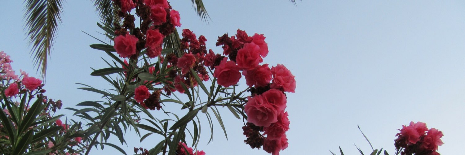 LucyVictoriaH's profile banner image