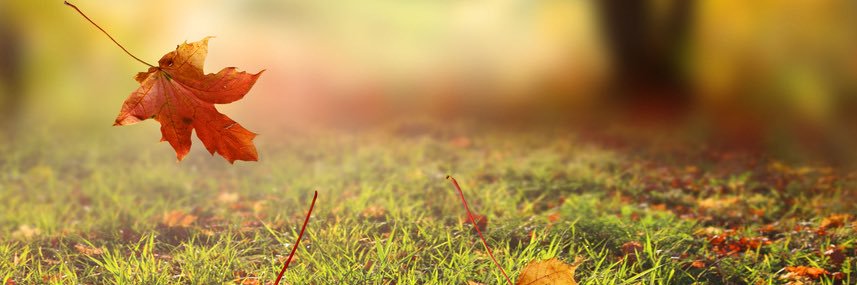 areciy's profile banner image