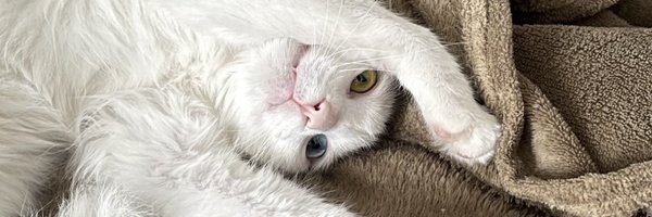 wallroch Profile Banner